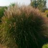 Miscanthus